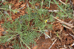 Glossocardia bosvallia